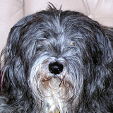 aida_portret.gif(24 kb)